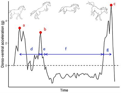 Accelerometers Provide Early Genetic Selection Criteria for Jumping Horses